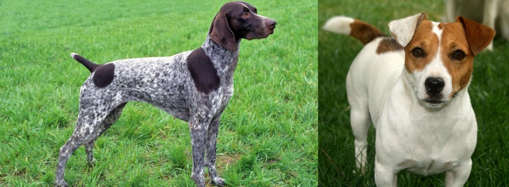 Irish Jack Russell vs German Shorthaired Pointer - Breed Comparison