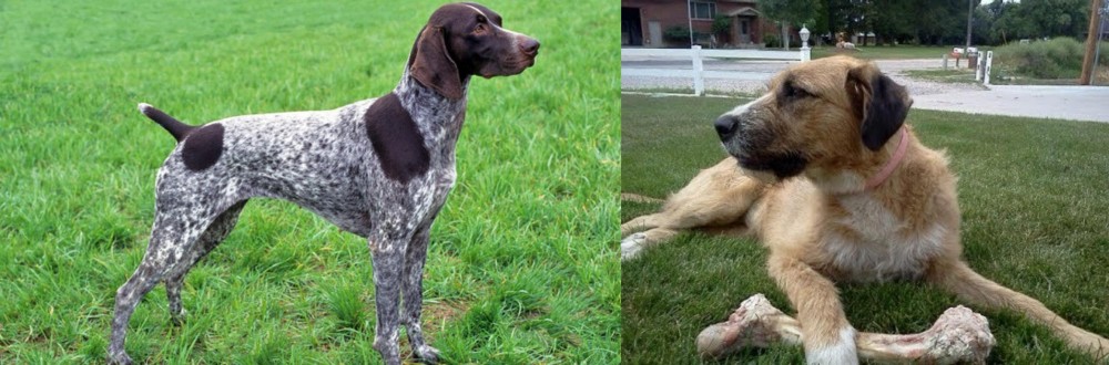 Irish Mastiff Hound vs German Shorthaired Pointer - Breed Comparison