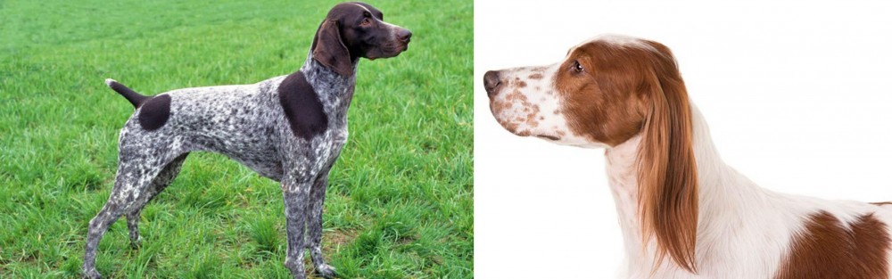 Irish Red and White Setter vs German Shorthaired Pointer - Breed Comparison