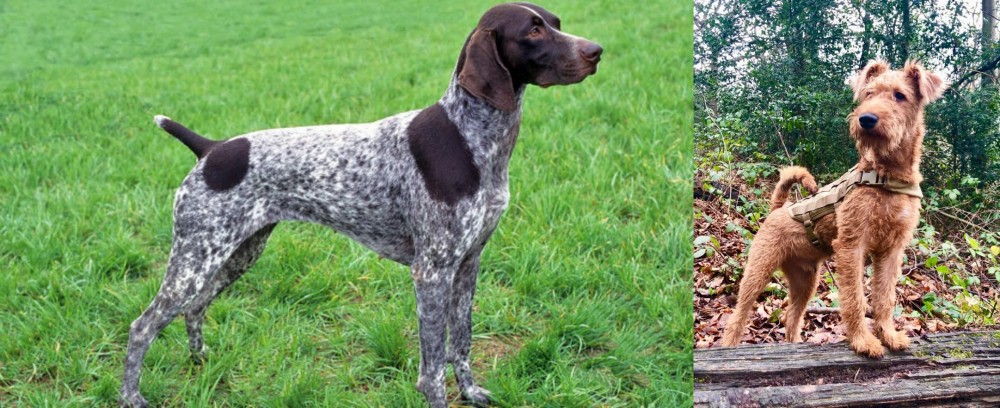 Irish Terrier vs German Shorthaired Pointer - Breed Comparison
