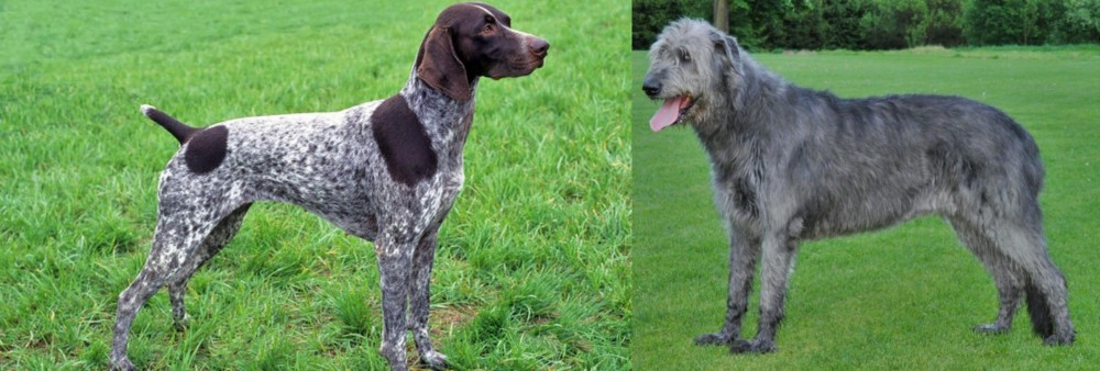 Irish Wolfhound vs German Shorthaired Pointer - Breed Comparison