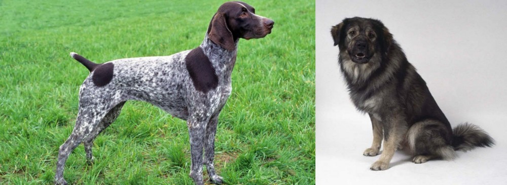 Istrian Sheepdog vs German Shorthaired Pointer - Breed Comparison