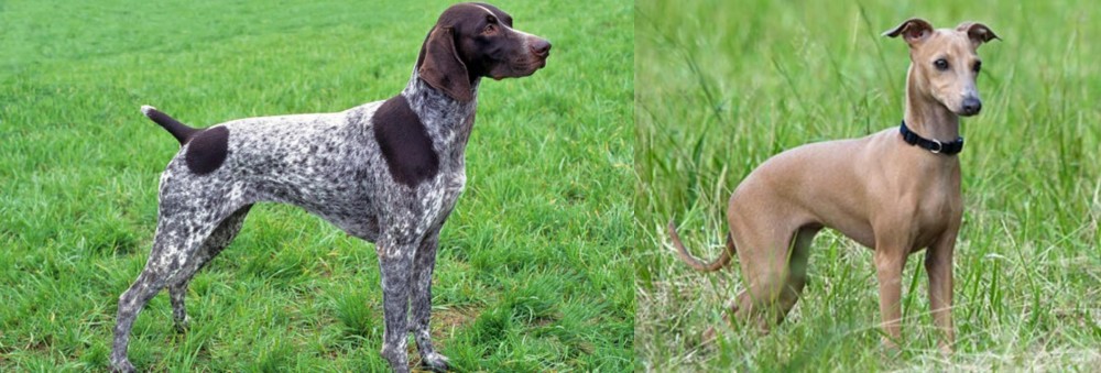 Italian Greyhound vs German Shorthaired Pointer - Breed Comparison