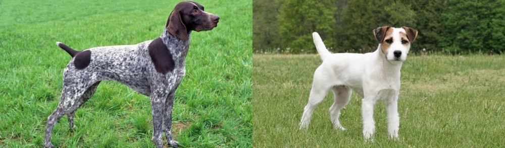 Jack Russell Terrier vs German Shorthaired Pointer - Breed Comparison