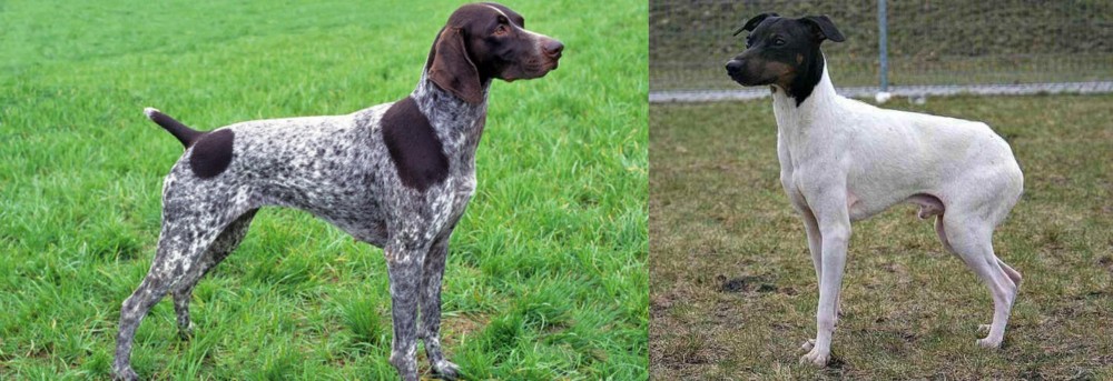 Japanese Terrier vs German Shorthaired Pointer - Breed Comparison