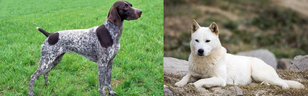 Jindo vs German Shorthaired Pointer - Breed Comparison