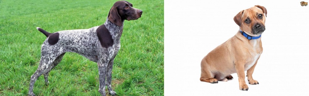 Jug vs German Shorthaired Pointer - Breed Comparison
