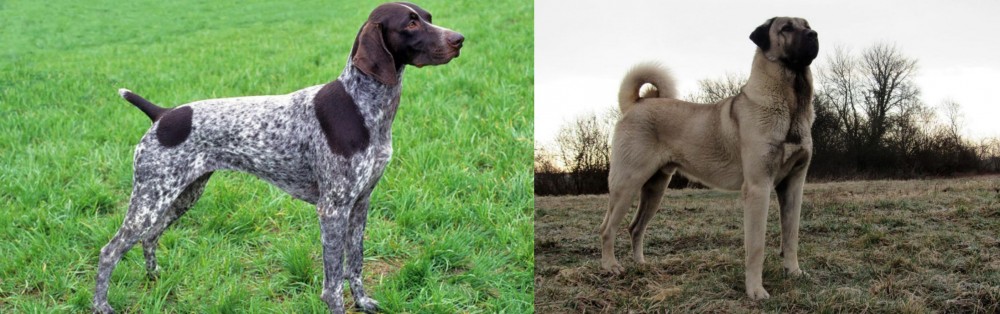 Kangal Dog vs German Shorthaired Pointer - Breed Comparison