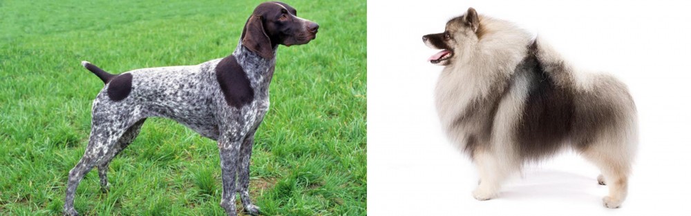 Keeshond vs German Shorthaired Pointer - Breed Comparison