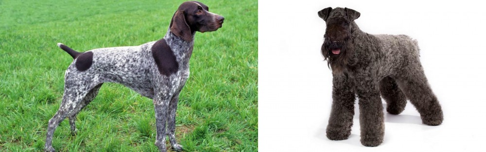 Kerry Blue Terrier vs German Shorthaired Pointer - Breed Comparison