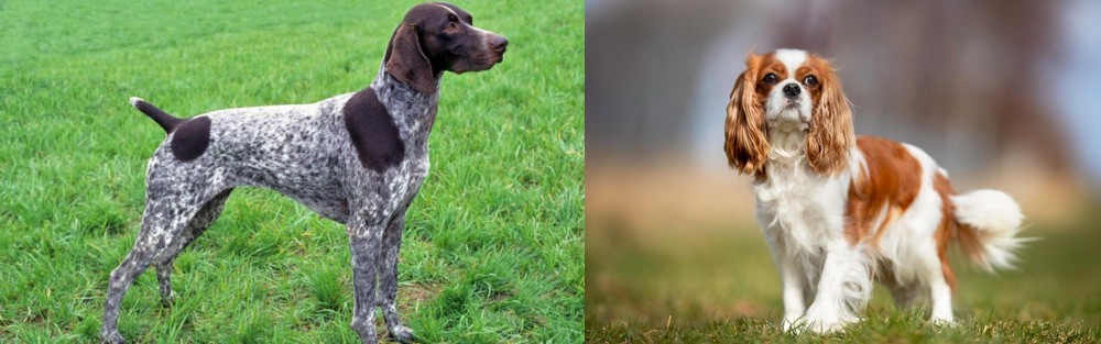 King Charles Spaniel vs German Shorthaired Pointer - Breed Comparison