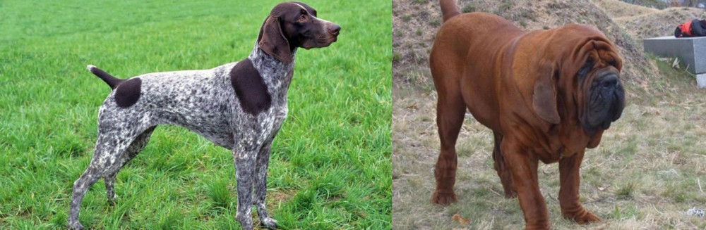 Korean Mastiff vs German Shorthaired Pointer - Breed Comparison