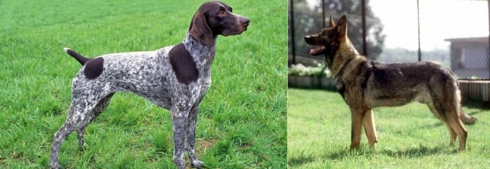 Kunming Dog vs German Shorthaired Pointer - Breed Comparison
