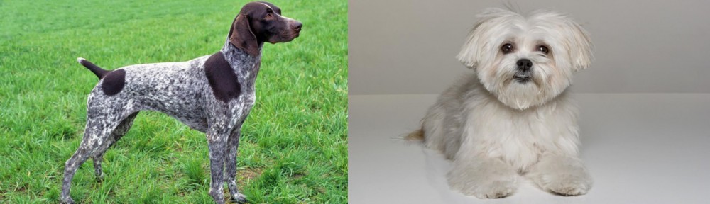 Kyi-Leo vs German Shorthaired Pointer - Breed Comparison