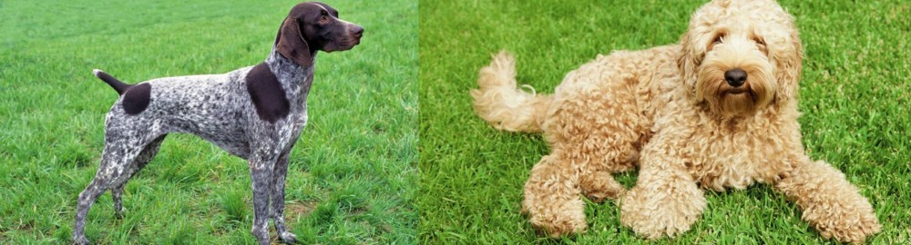 Labradoodle vs German Shorthaired Pointer - Breed Comparison