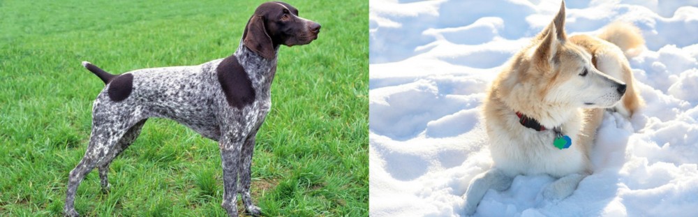 Labrador Husky vs German Shorthaired Pointer - Breed Comparison