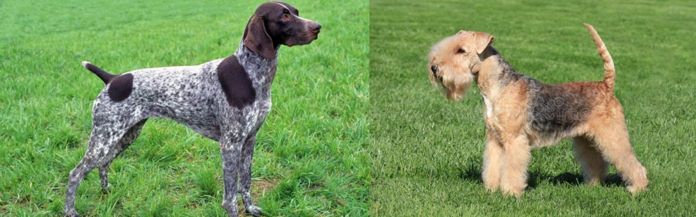 Lakeland Terrier vs German Shorthaired Pointer - Breed Comparison