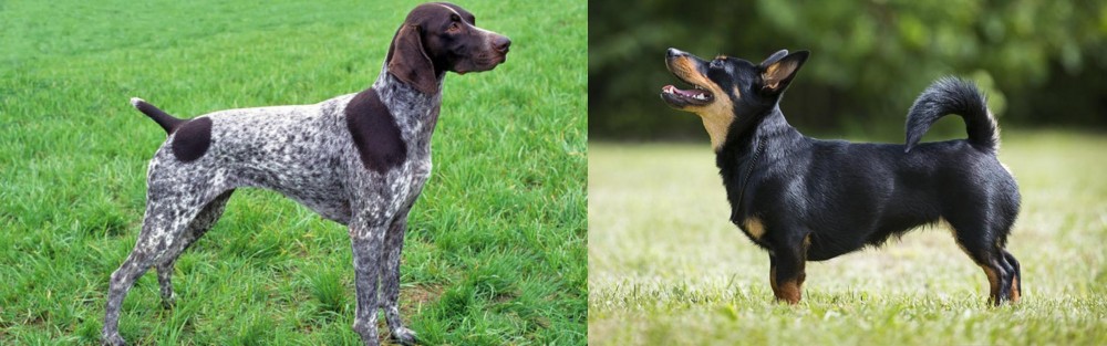 Lancashire Heeler vs German Shorthaired Pointer - Breed Comparison