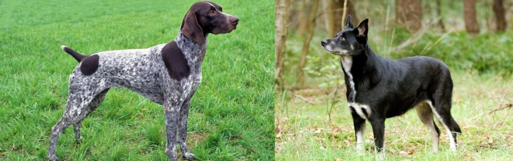 Lapponian Herder vs German Shorthaired Pointer - Breed Comparison