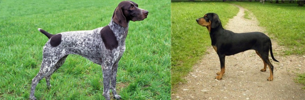 Latvian Hound vs German Shorthaired Pointer - Breed Comparison