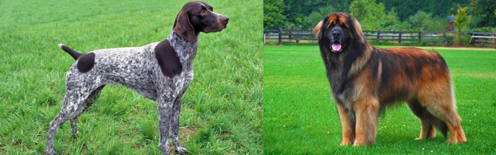 Leonberger vs German Shorthaired Pointer - Breed Comparison