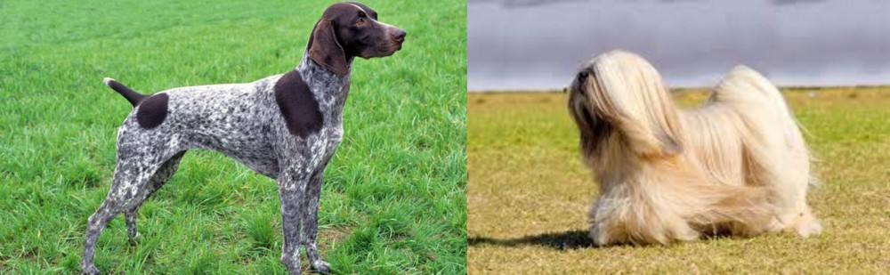 Lhasa Apso vs German Shorthaired Pointer - Breed Comparison