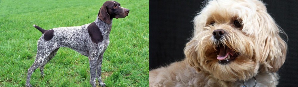 Lhasapoo vs German Shorthaired Pointer - Breed Comparison