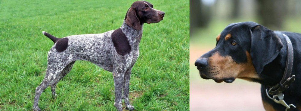 Lithuanian Hound vs German Shorthaired Pointer - Breed Comparison
