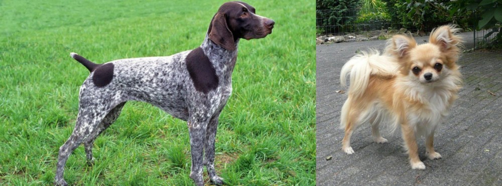 Long Haired Chihuahua vs German Shorthaired Pointer - Breed Comparison