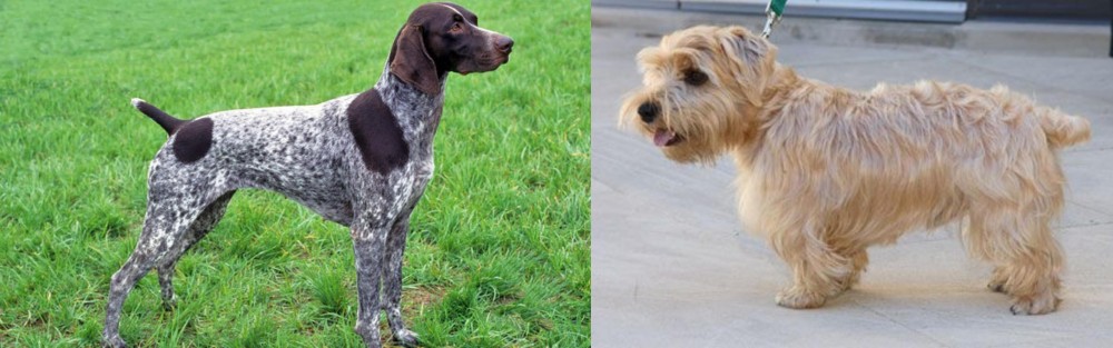 Lucas Terrier vs German Shorthaired Pointer - Breed Comparison
