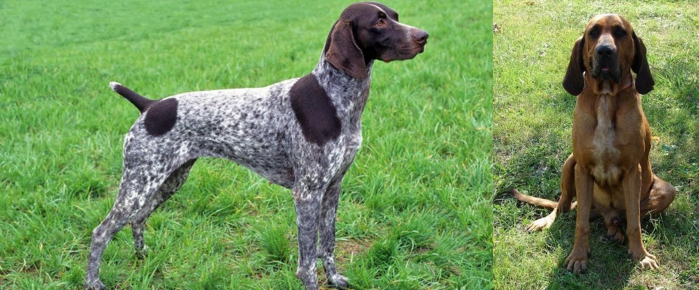 Majestic Tree Hound vs German Shorthaired Pointer - Breed Comparison