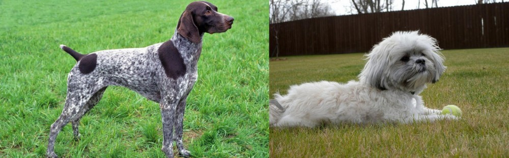Mal-Shi vs German Shorthaired Pointer - Breed Comparison