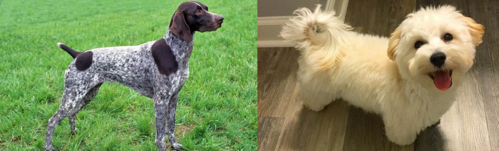 Maltipoo vs German Shorthaired Pointer - Breed Comparison