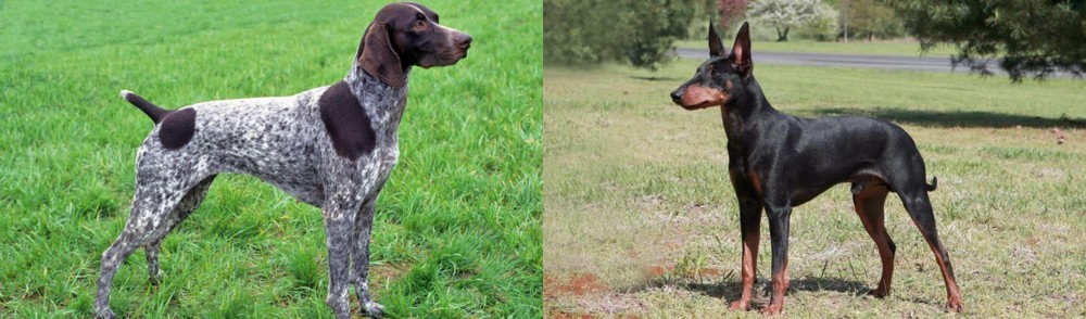Manchester Terrier vs German Shorthaired Pointer - Breed Comparison