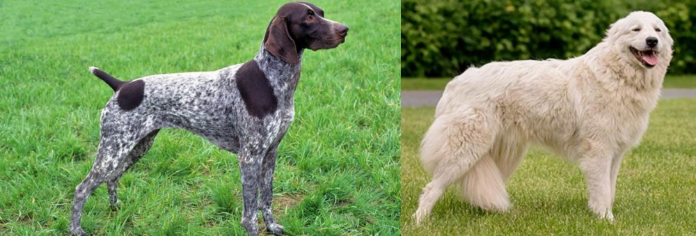 Maremma Sheepdog vs German Shorthaired Pointer - Breed Comparison