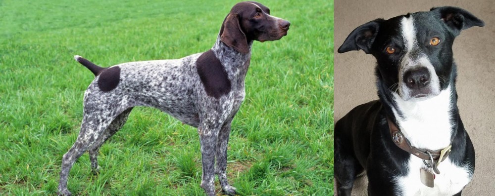 McNab vs German Shorthaired Pointer - Breed Comparison