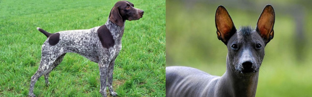Mexican Hairless vs German Shorthaired Pointer - Breed Comparison