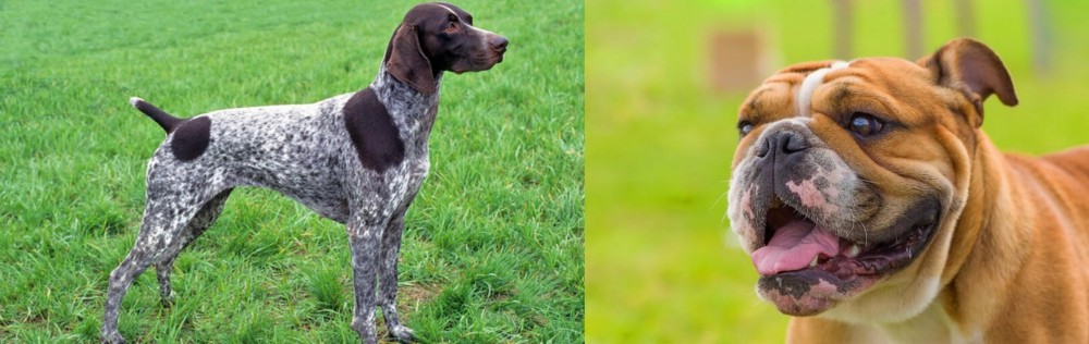 Miniature English Bulldog vs German Shorthaired Pointer - Breed Comparison