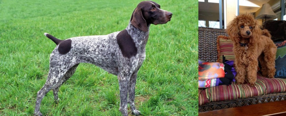 Miniature Poodle vs German Shorthaired Pointer - Breed Comparison