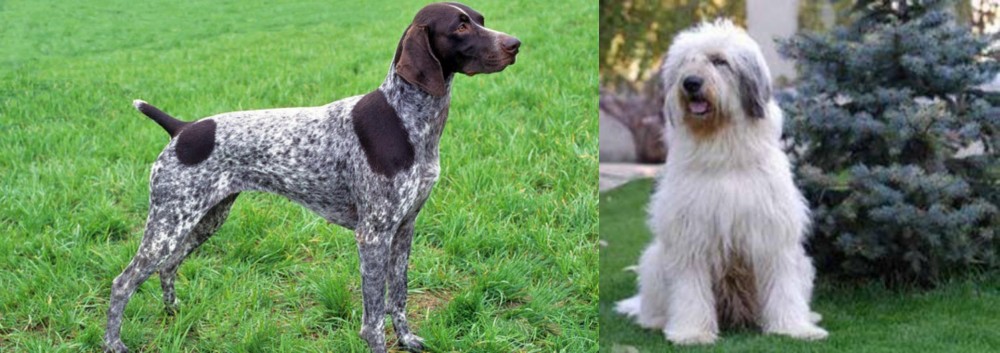 Mioritic Sheepdog vs German Shorthaired Pointer - Breed Comparison