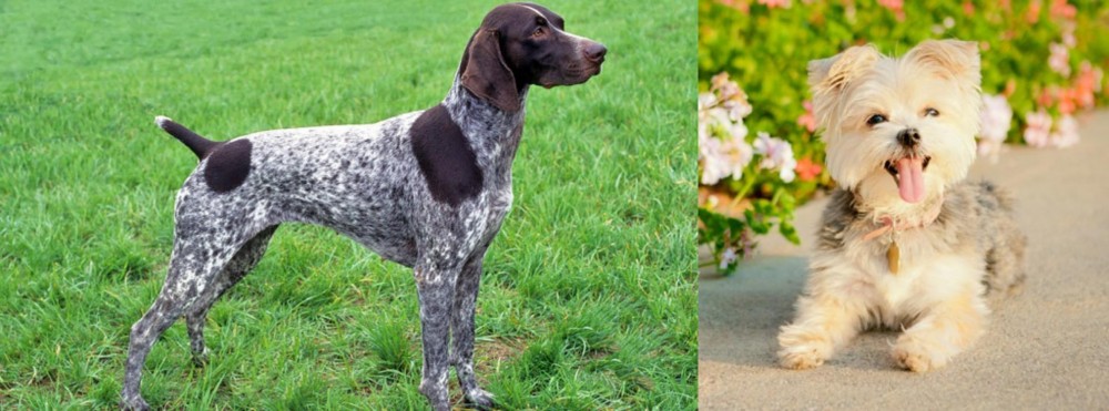 Morkie vs German Shorthaired Pointer - Breed Comparison