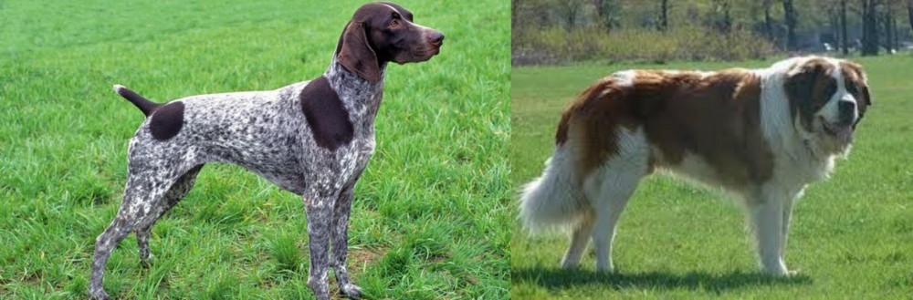 Moscow Watchdog vs German Shorthaired Pointer - Breed Comparison