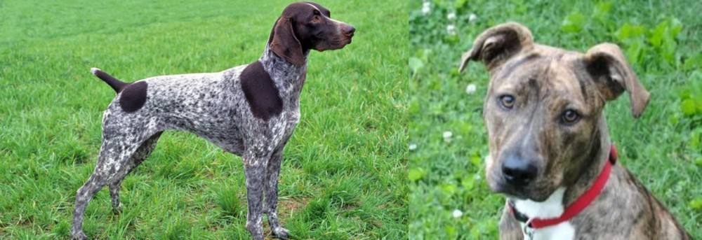 Mountain Cur vs German Shorthaired Pointer - Breed Comparison