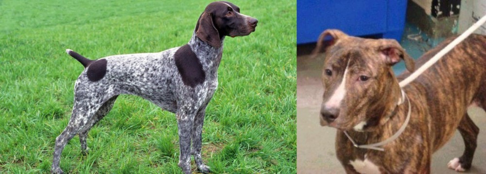 Mountain View Cur vs German Shorthaired Pointer - Breed Comparison