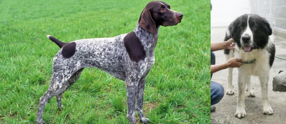 Mucuchies vs German Shorthaired Pointer - Breed Comparison