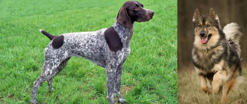 Native American Indian Dog vs German Shorthaired Pointer - Breed Comparison