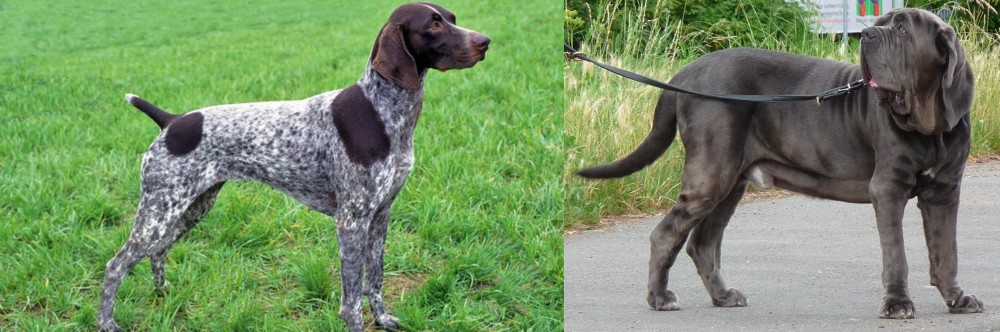 Neapolitan Mastiff vs German Shorthaired Pointer - Breed Comparison