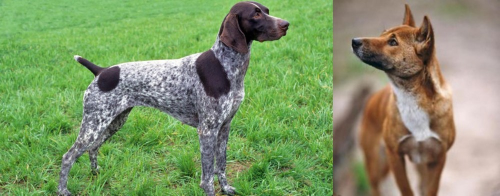 New Guinea Singing Dog vs German Shorthaired Pointer - Breed Comparison