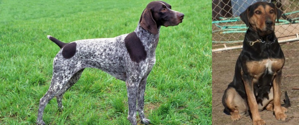 New Zealand Huntaway vs German Shorthaired Pointer - Breed Comparison