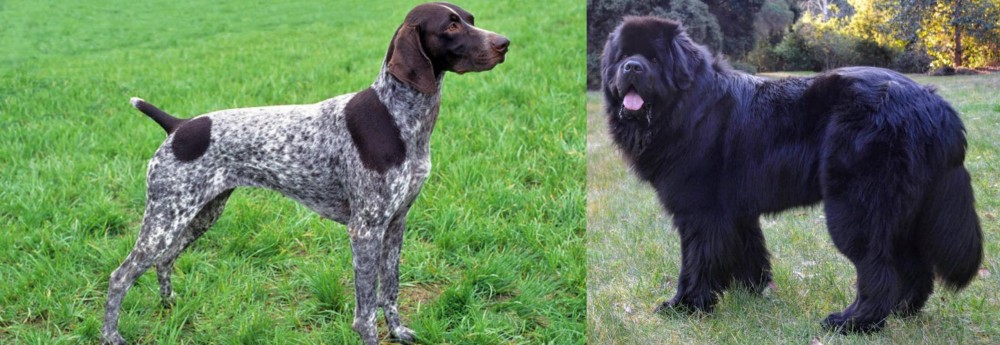 Newfoundland Dog vs German Shorthaired Pointer - Breed Comparison
